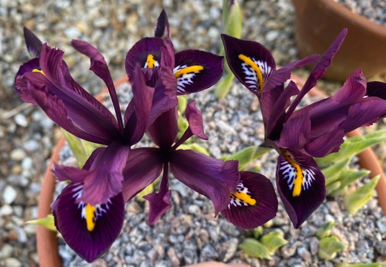 Iris reticulata 'Rejoice'